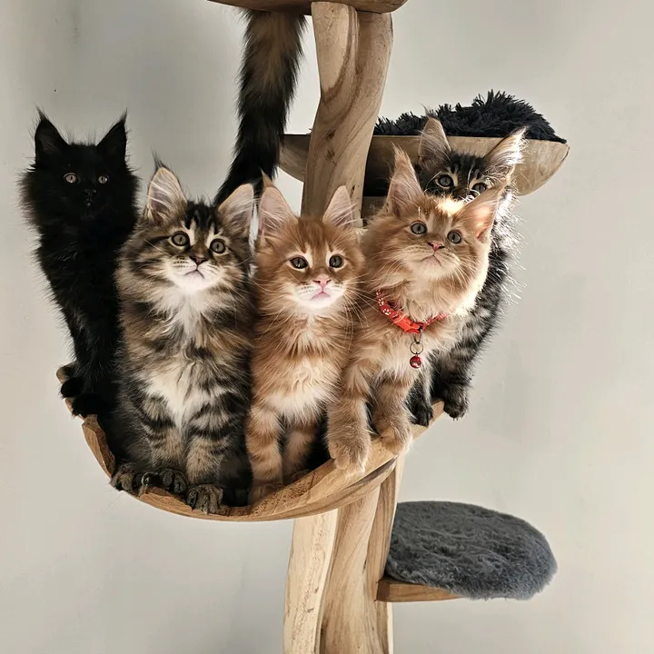 @mainecoonspalace