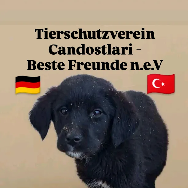 tierheim.candostl