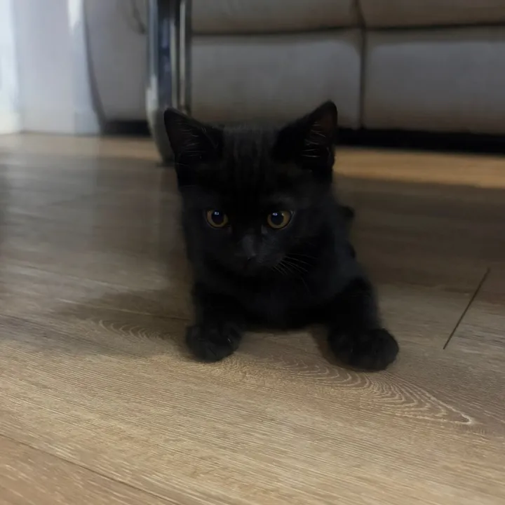 liloblackie