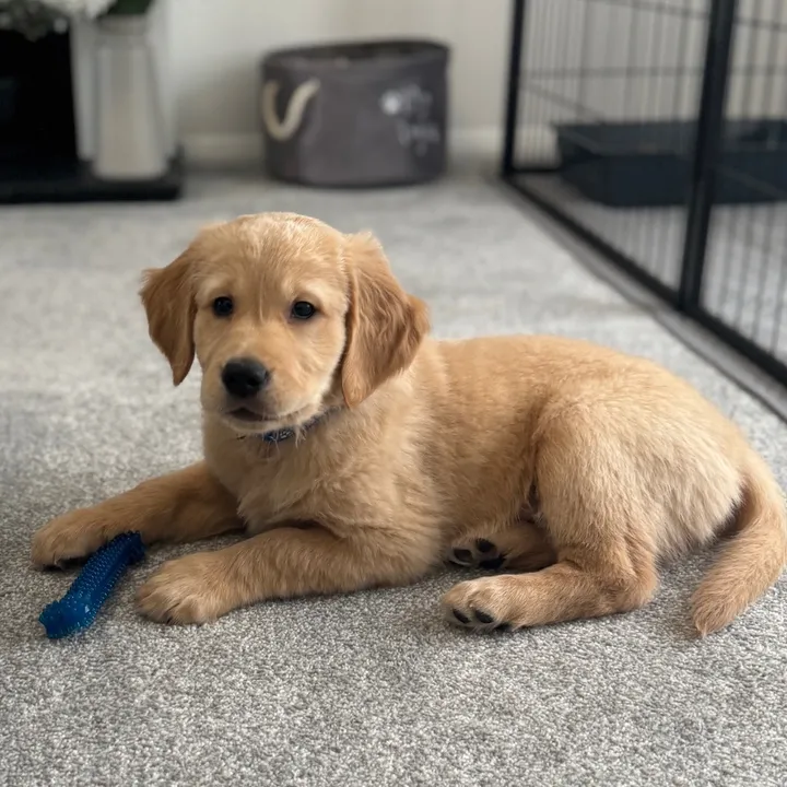 @russerthegolden