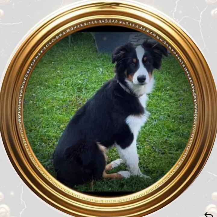 lovemydog71