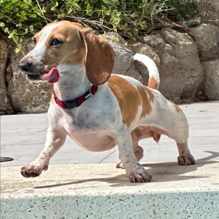 mileythedackel