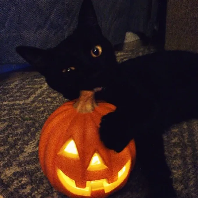 @suszd
