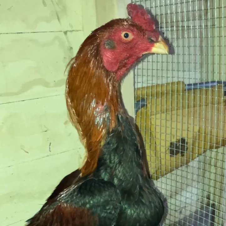 @gamebirds57078
