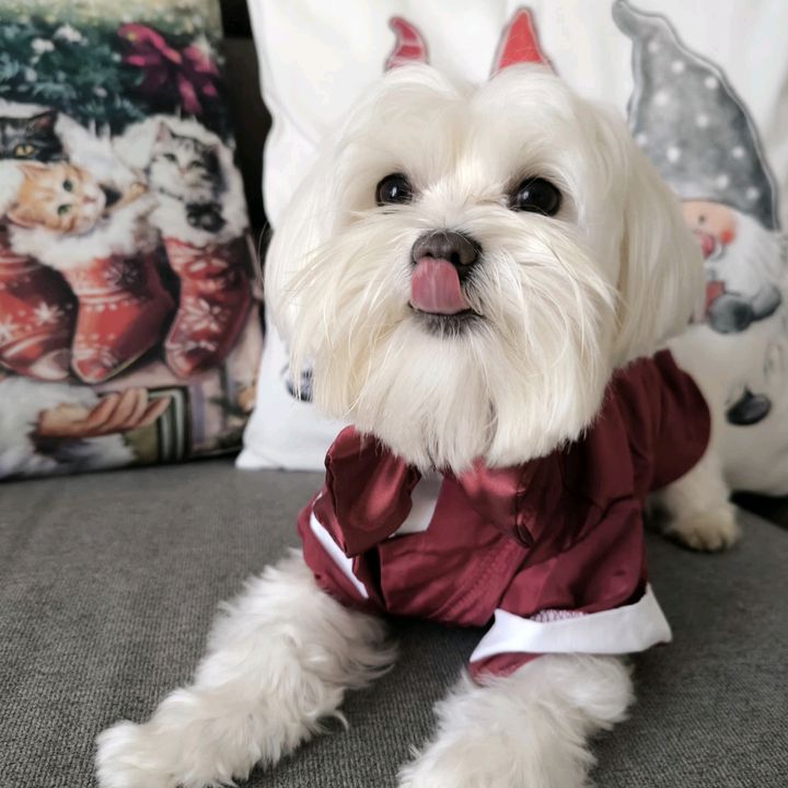 🐾 BUBI 🐾 - original sound