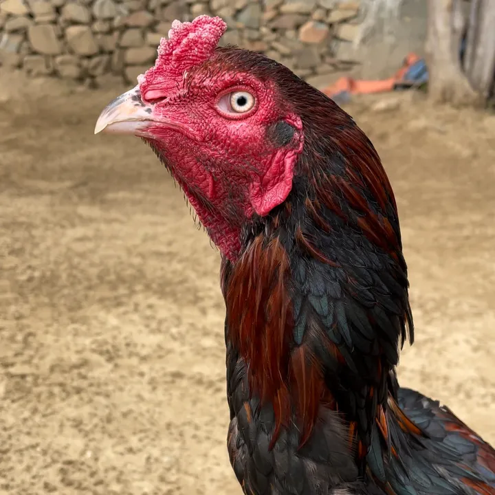 zubairmalikaseel2