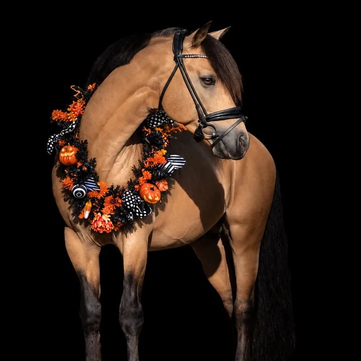 @pony4champion