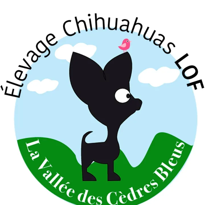 ola_chihuahua