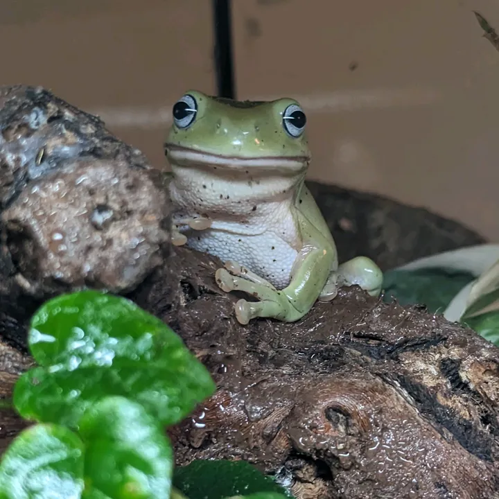 odds.frogs