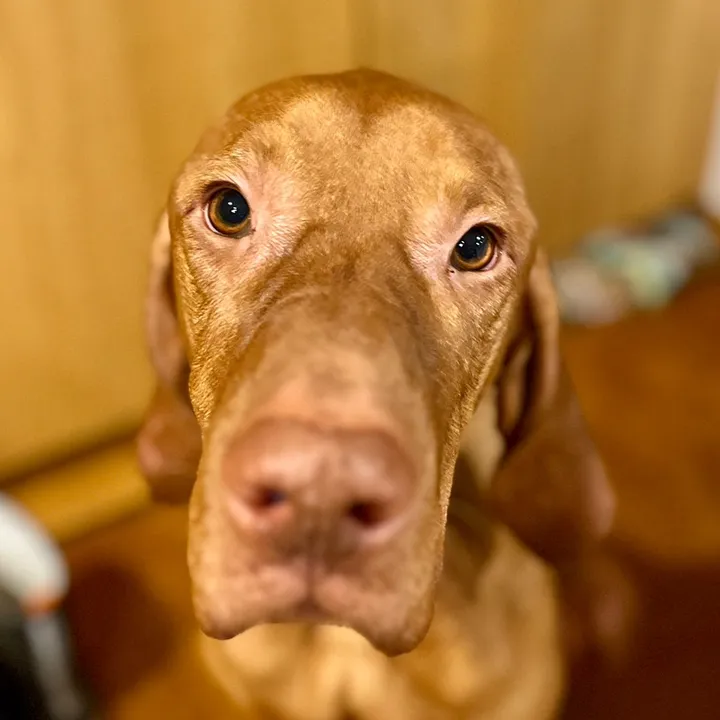vizsla.fonsi