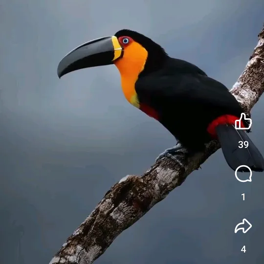 fikierhailu