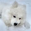 snowydayswithlio