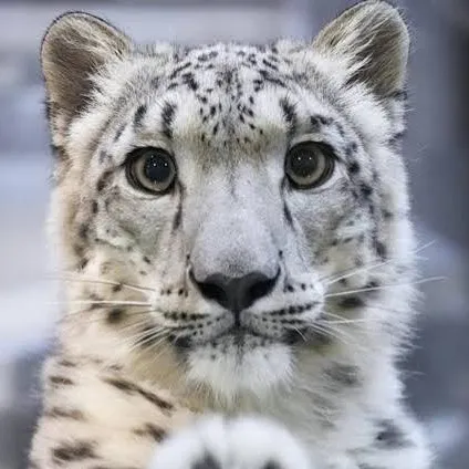 @pengy_guy4444