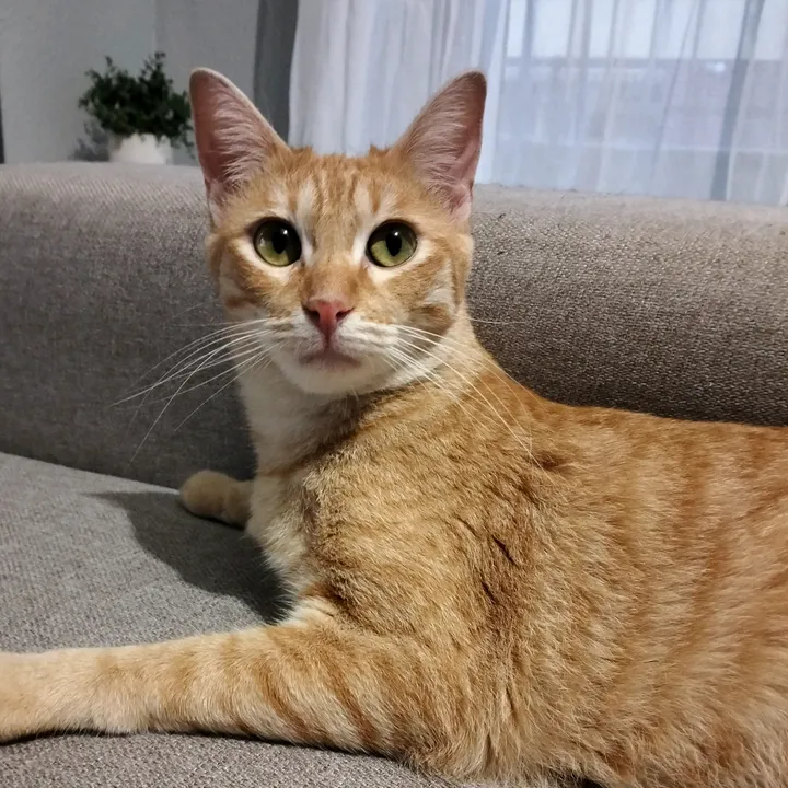 elclubdelos5gatos