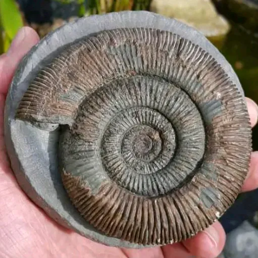 allaboutthefossils