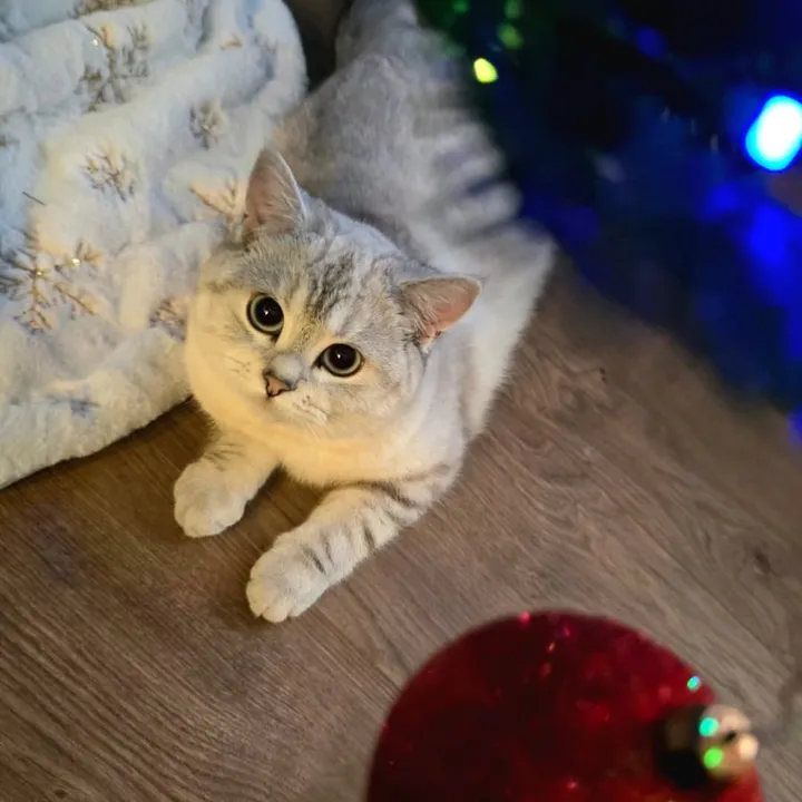 larii_97_