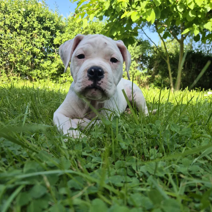 stella_wunderpfote