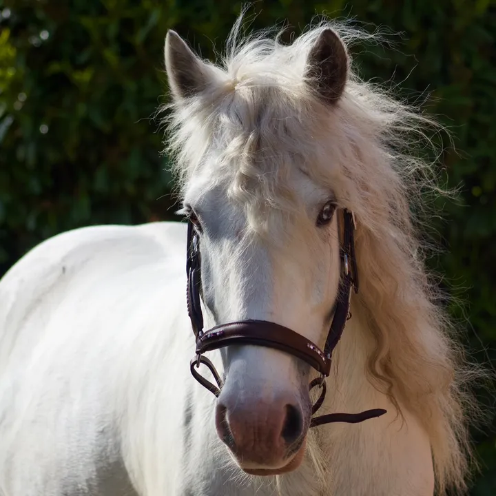 @tinkerpony.blue