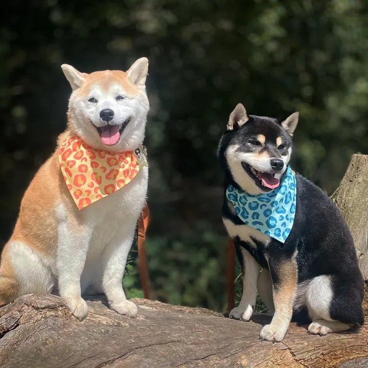 stella_and_duke