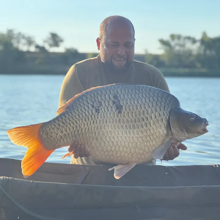 venter_marius