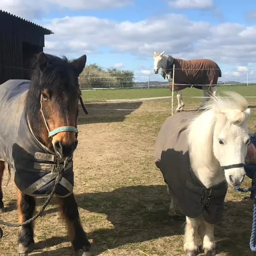 lottievlogs_horses