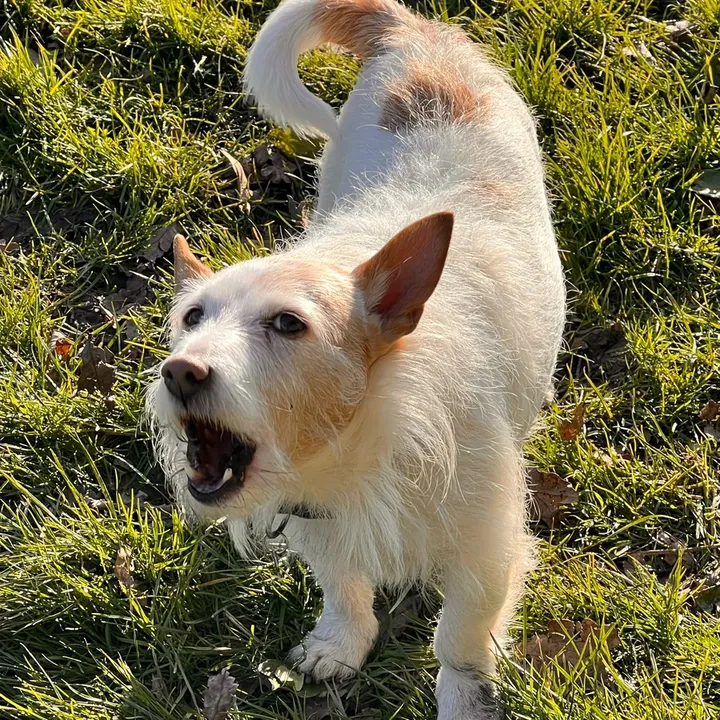 alfie.the.dog91