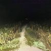 quietforest79