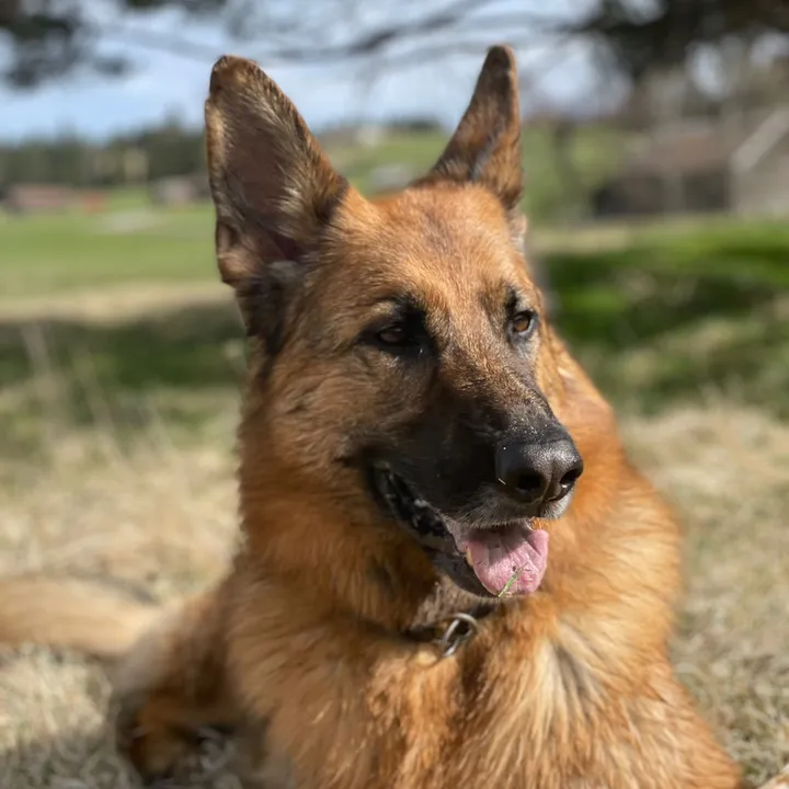 gsd.greg