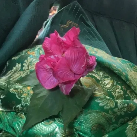 haqqani.rose