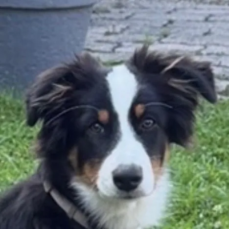 lovemydog71