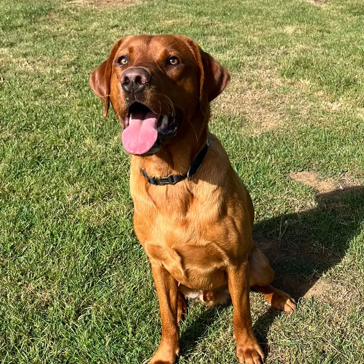 roloredfoxlab