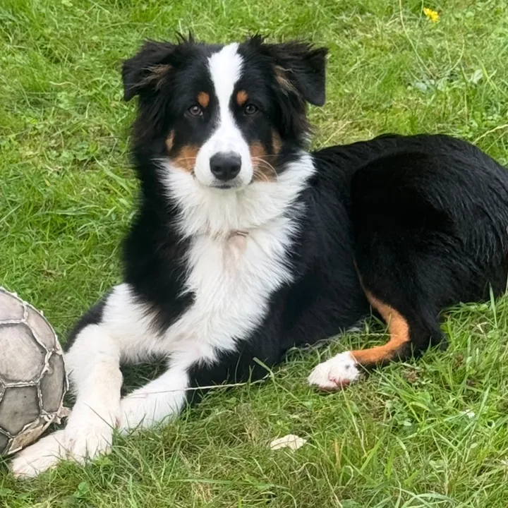lovemydog71