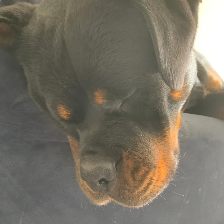 zara.rott.life