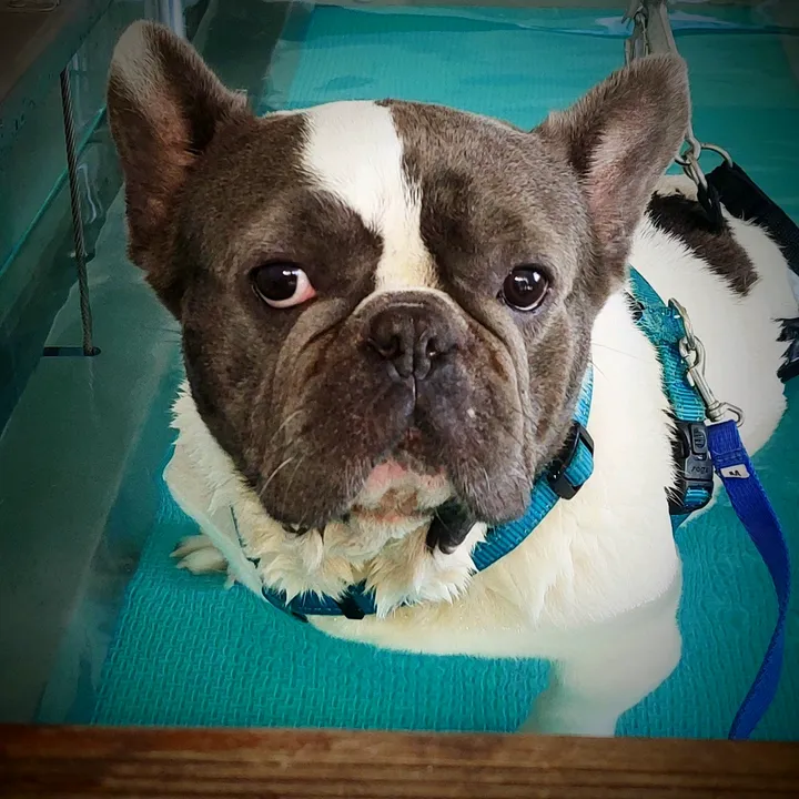 @armageddon_frenchie