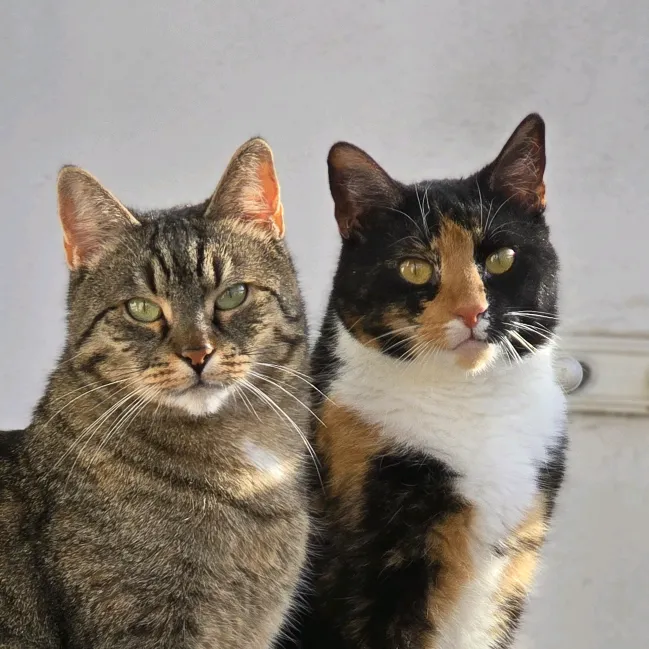 lisa_and_luna_the_cats
