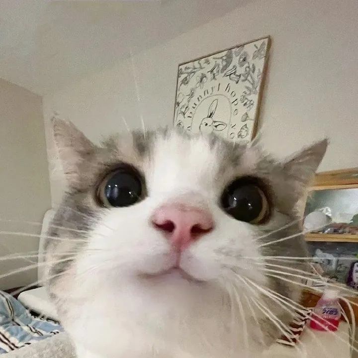 hello.kitty.8cb4