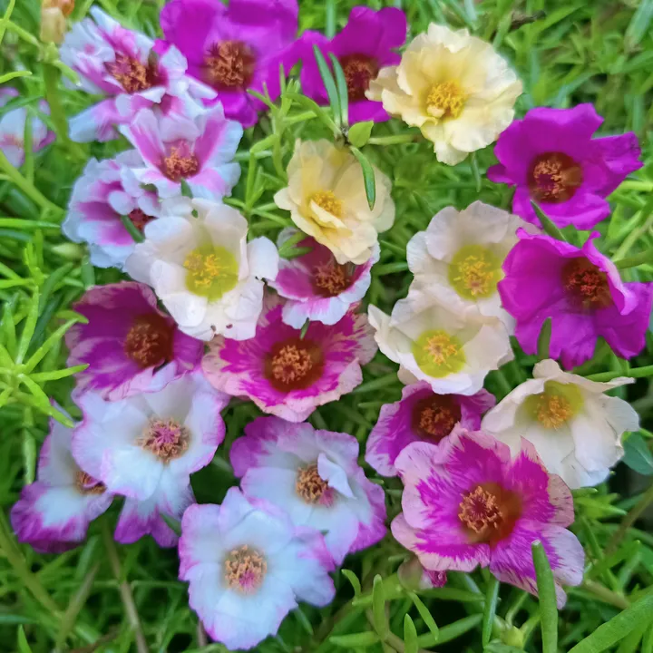 xeema_nursery