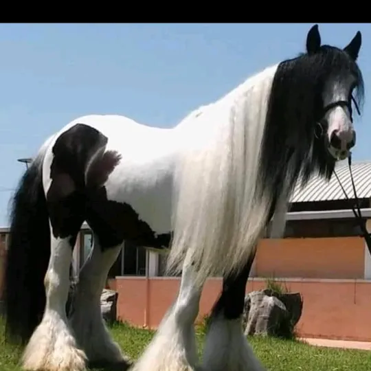 gypsyhorse1