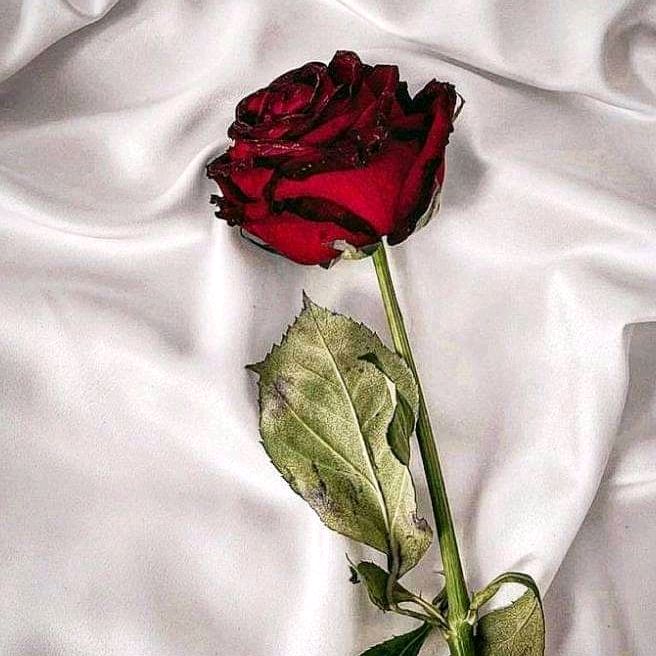 💕@fariarslan8💕 - original sound