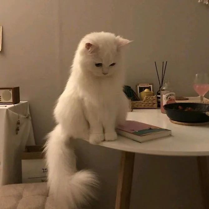 coffeayl