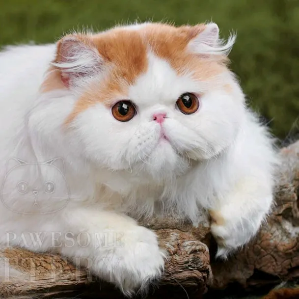 thepawesomecattery