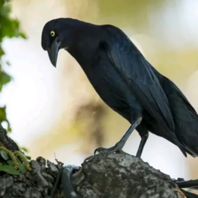 jannerbirdereeno