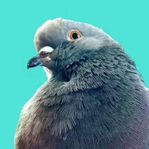 fidgethepidge