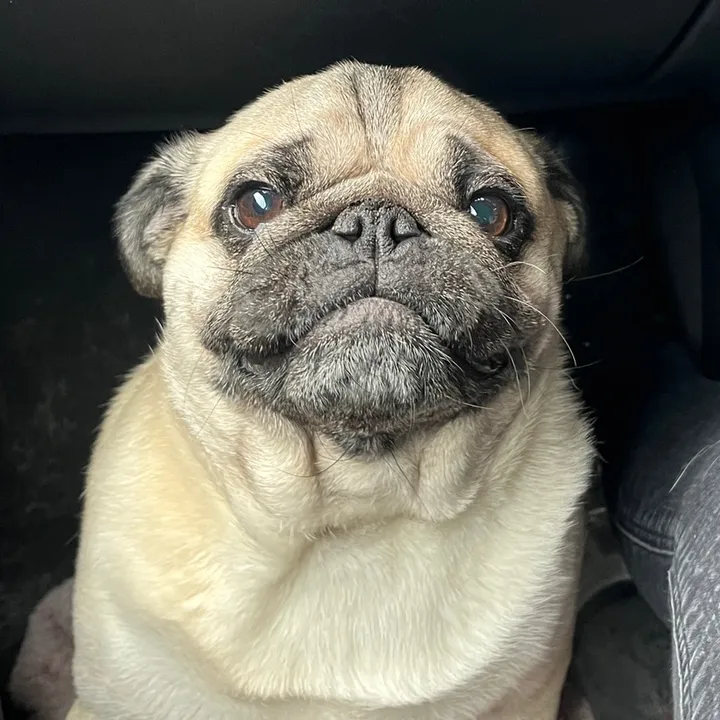 winniethepug_