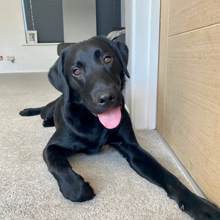 ruperttheblacklab