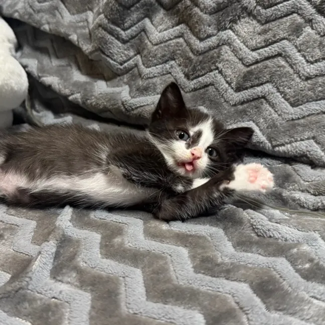 lilo_the_kittyy