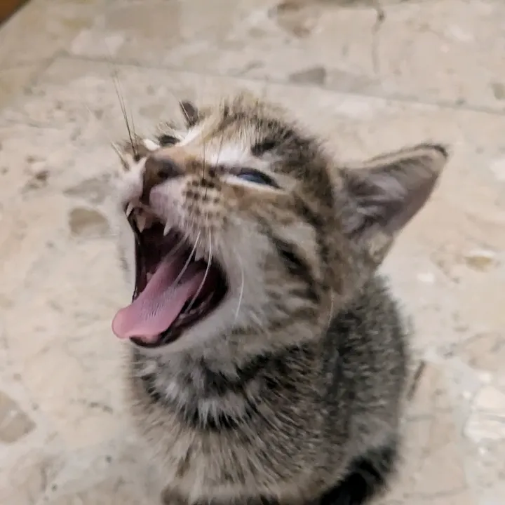 lello.the.cat