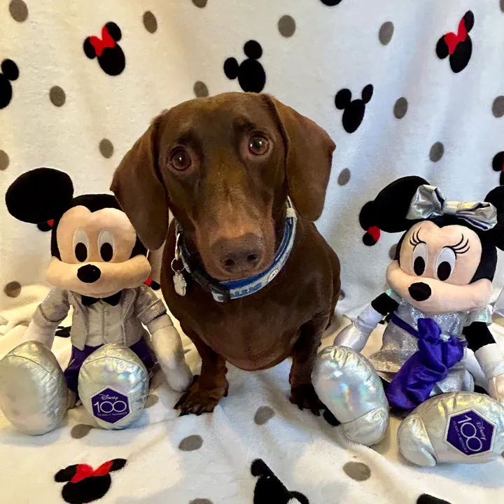 disneythedachshund