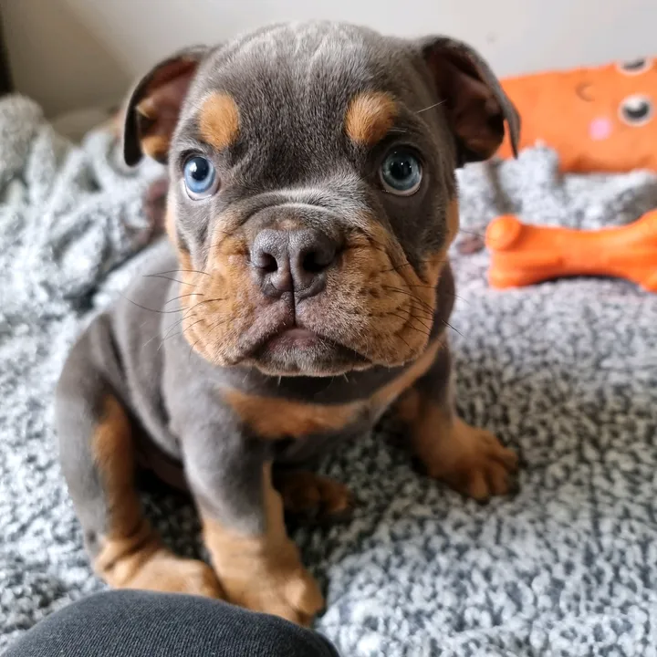 pattitheenglishbulldog