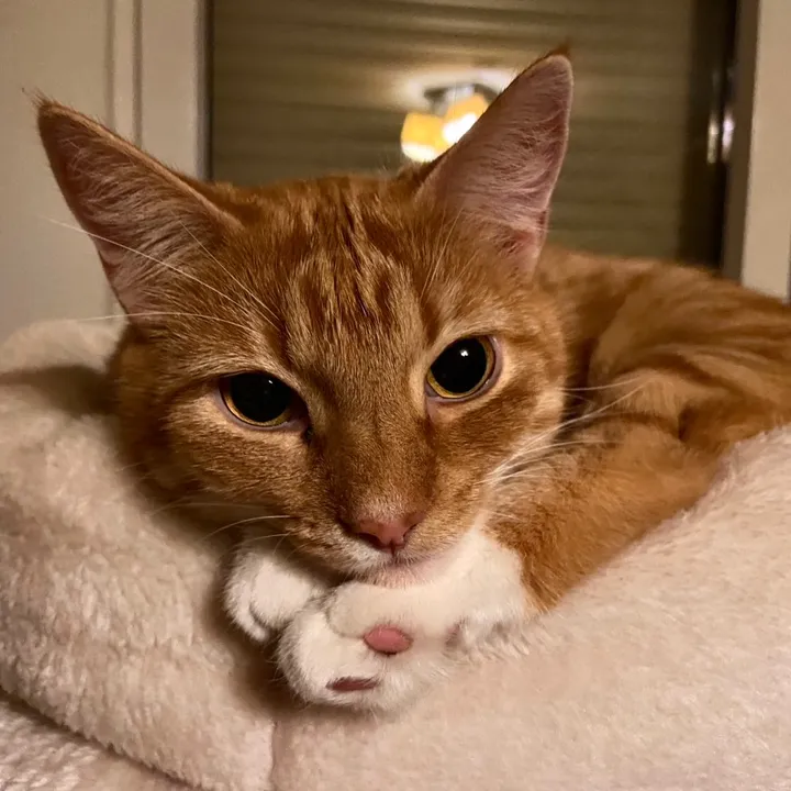 misswatsonkatze